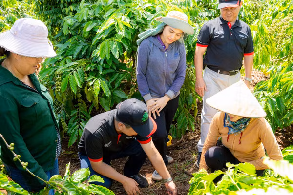 Cán bộ kỹ thuật NESCAFÉ Plan hướng dẫn nông dân thực hành cải tạo đất tại vườn cà-phê - một trong ba nhóm thực hành cốt lõi của mô hình nông nghiệp tái sinh.