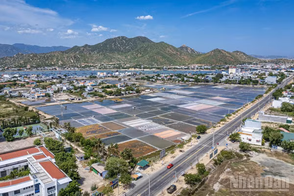 Cánh đồng muối tại phường Ninh Chữ, tỉnh Khánh Hòa.