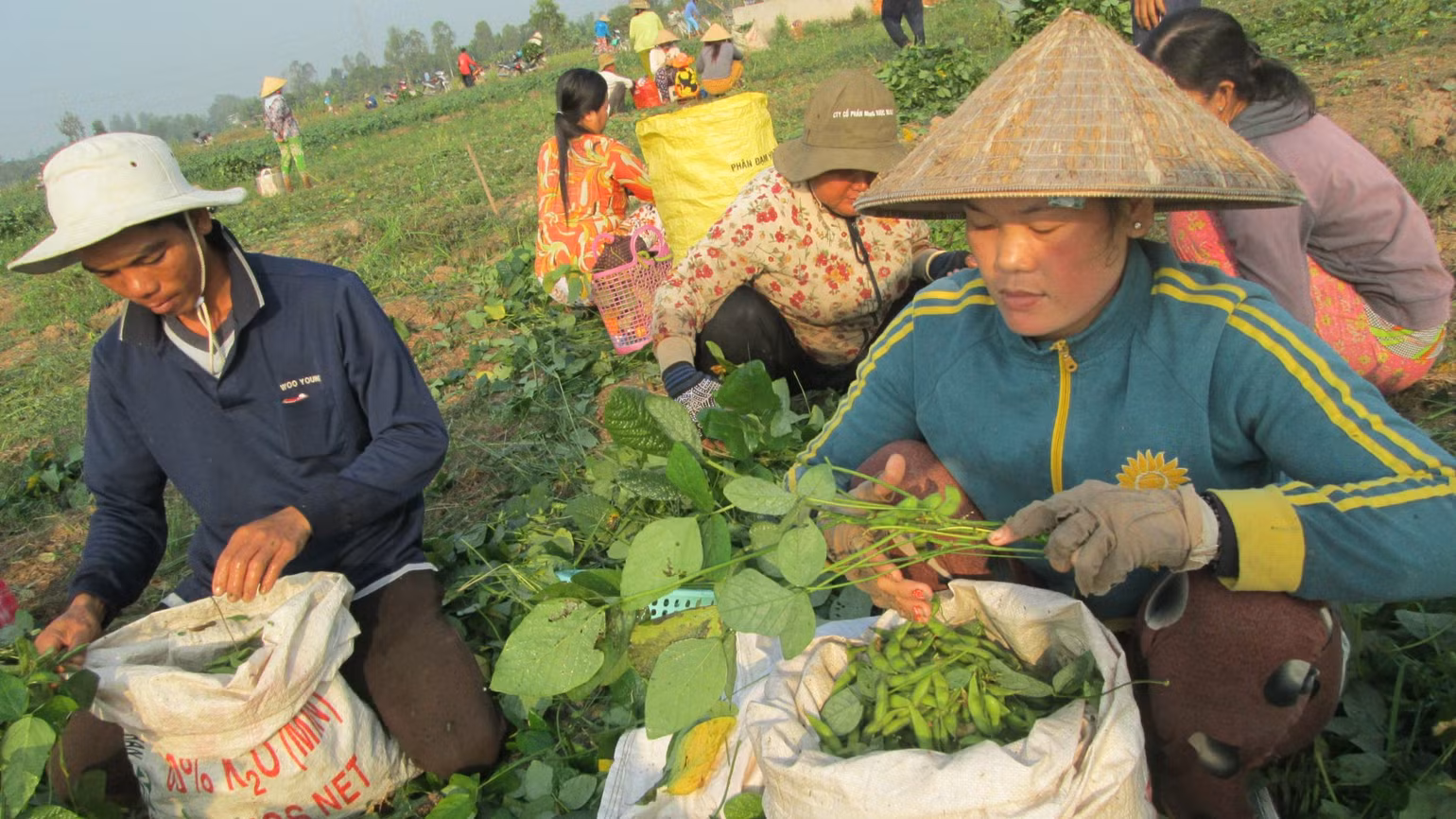 bai-144-raumauangiang2-nong-dan-xa-chau-phu-troong-dau-nanh-rau-cho-thu-nhap-cao-6358.jpg