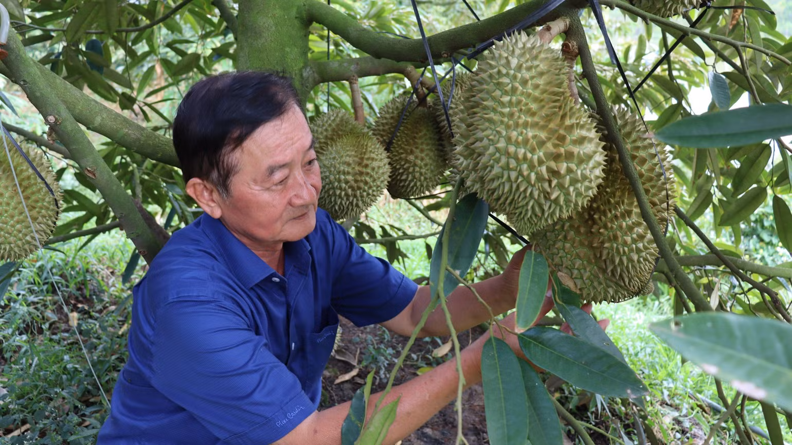 bai-137-angiangchuyendoiso3-ong-cao-van-tan-ung-dung-cong-nghe-so-trong-sau-rieng-vu-nghich-mang-lai-hieu-qua-kinh-te-cao-4607.jpg