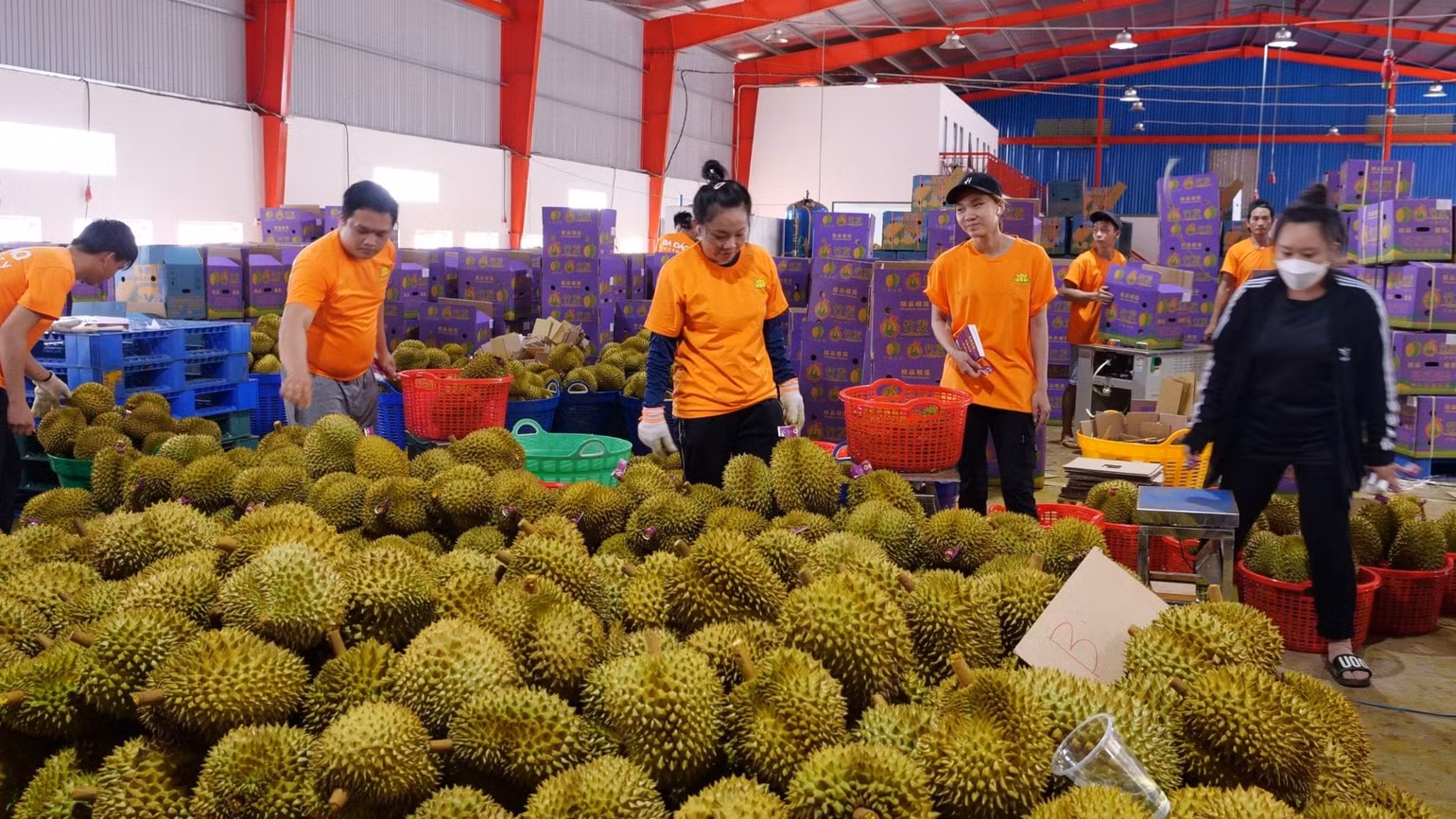 bai-162-anh-4-phan-loai-sau-rieng-thuong-hieu-ba-dao-de-xuat-khau-ra-thi-truong-the-gioi-2737.jpg