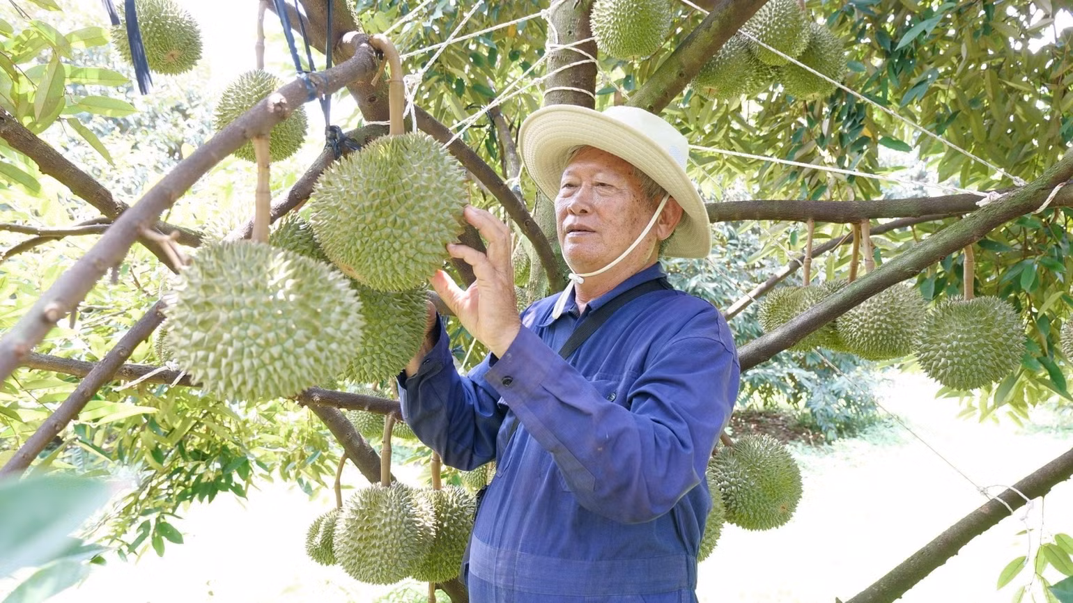 bai-162-anh-2-sau-rieng-ba-dao-da-xuat-khau-chinh-ngach-sang-thi-truong-trung-quoc-tu-nam-2027-9547.jpg