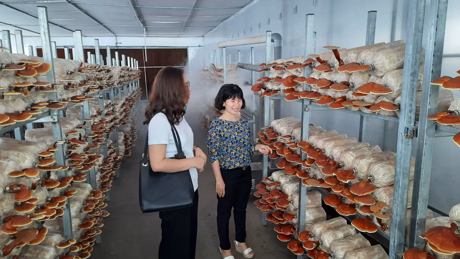 bai-64-nongnghiep-4-mo-hinh-khao-nghiem-trong-nam-linh-chi-tai-khu-nong-nghiep-cong-nghe-cao-thanh-pho-ho-chi-minh-8576.jpg