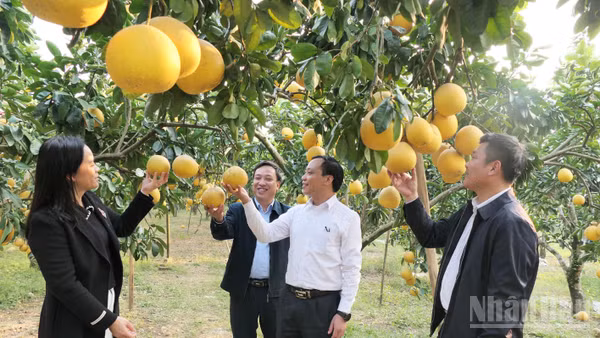 Xã Xuân Vân triển khai mô hình nghiên cứu, ứng dụng khoa học công nghệ nâng cao chất lượng bưởi Soi Hà. (Ảnh: KHÁNH TOÀN)