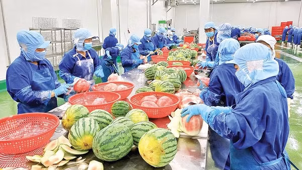 Chế biến trái cây tại Công ty cổ phần công nghiệp thực phẩm Thabico Tiền Giang (xã Bình Ninh, tỉnh Đồng Tháp).