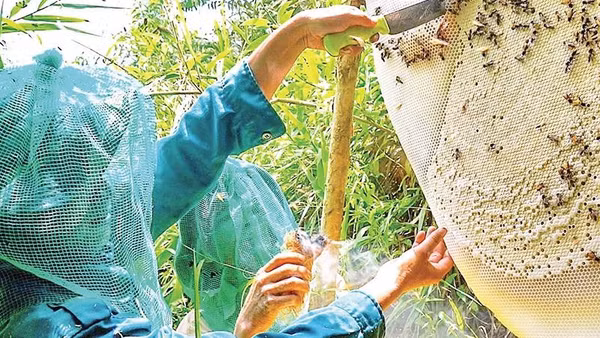 Nhiều người dân U Minh Hạ đã sống được với nghề gác kèo ong truyền thống. Đây là Di sản văn hóa phi vật thể quốc gia.