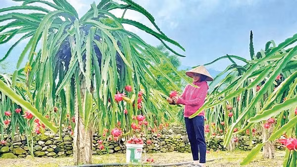 Nhà vườn sẵn sàng chào đón du khách đến tham quan, trải nghiệm dịp lễ hội (Ảnh THÚY QUỲNH)