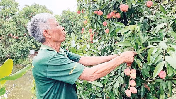 Nông dân xã Đoàn Đào, tỉnh Hưng Yên chuyển đổi trồng vải trứng theo quy trình Viet GAP có giá bán từ 150.000-300.000 đồng/kg.