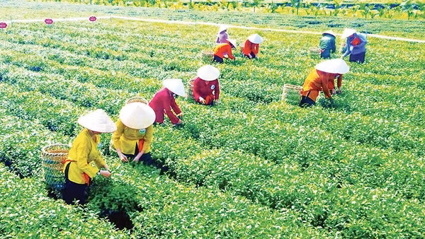 Thi hái chè ở Lễ hội chè xã Đường Hoa, Quảng Ninh.