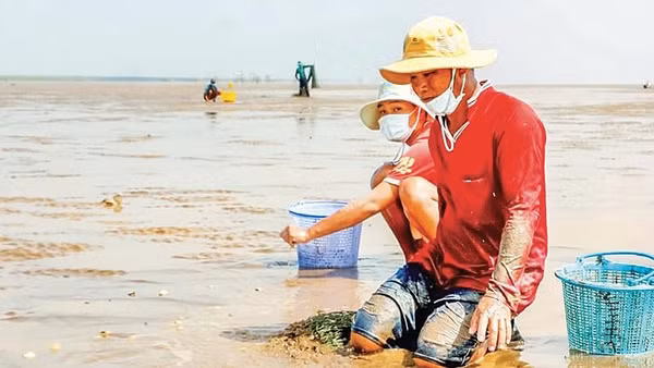 Xã viên Hợp tác xã Đồng Tiến (xã Vĩnh Hậu) thu hoạch nghêu ở vùng ven biển.