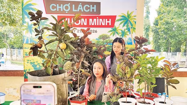 Bà Trịnh Như Ngọc bán sản phẩm cây giống trên sàn thương mại điện tử mang lại hiệu quả cao.