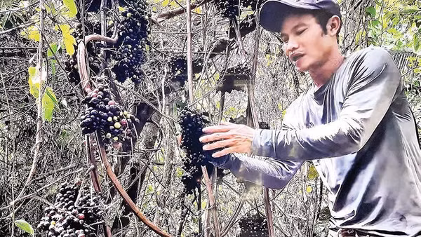Nguyễn Văn Tèo Em leo cây hái nho rừng (Ảnh CTV)