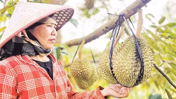Bà Nguyễn Thị Nhơn bên vườn sầu riêng của mình.