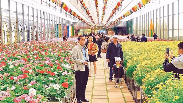 Nhiều doanh nghiệp, điểm du lịch tại Đà Lạt thiết kế không gian hoa hưởng ứng Festival Hoa và tạo cảnh quan phục vụ du khách.