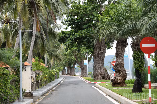 Những hàng cây bàng cổ thụ trở thành điểm nhấn cho tuyến đường chạy dọc bờ biển trên Đặc khu Côn Đảo. 