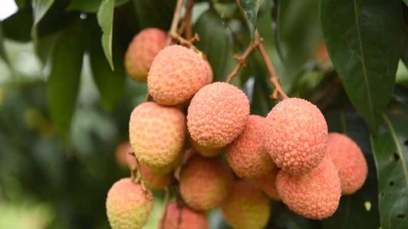Bắc Ninh đang bước vào mùa thu hoạch vải sớm.