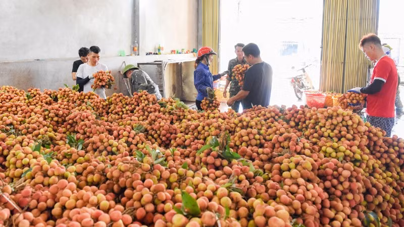 Nắng nóng, nên các hoạt động thu mua vải thiều sớm tại xã Phúc Hòa, tỉnh Bắc Ninh thường kết thúc trước 10 giờ sáng.