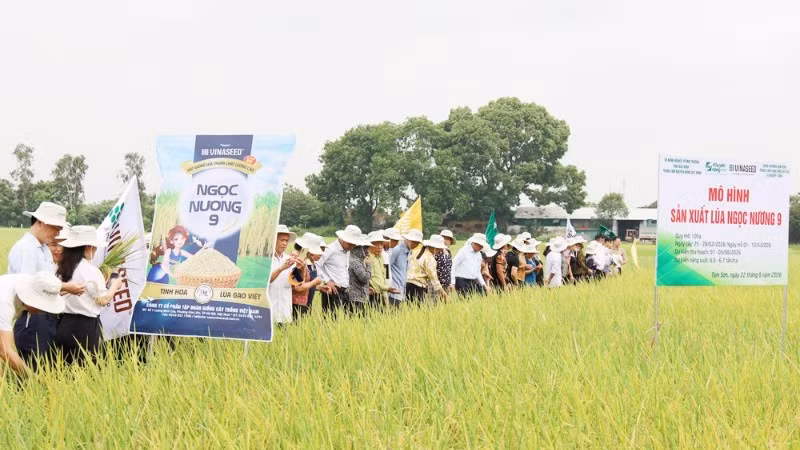 Tham quan mô hình gieo cấy giống lúa thuần chất lượng cao Ngọc Nương 9 tại phường Tam Sơn.