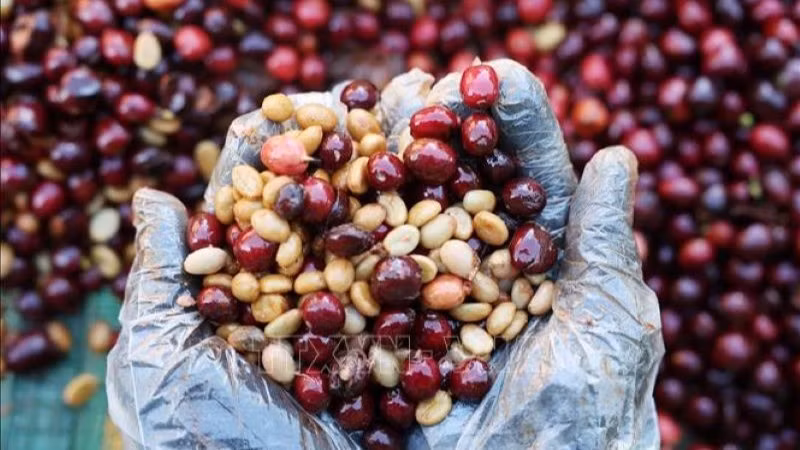 Sản phẩm cà-phê được trồng ở Đắk Lắk. (Ảnh: Tuấn Anh/TTXVN)