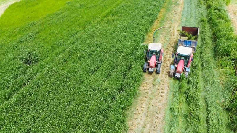 Trang trại Vinamilk Green Farm. (Ảnh: VI NAM)