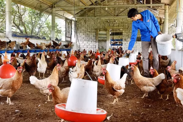 Trang trại nuôi gà đẻ trứng của nông dân ở xã Thanh Nguyên, huyện Thanh Liêm, tỉnh Hà Nam. (Ảnh TRẦN HẢI)