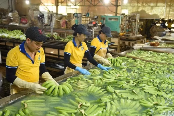 Sơ chế chuối xuất khẩu tại Công ty trách nhiệm hữu hạn Một thành viên Cao-su Dầu Tiếng. (Ảnh: VRG)