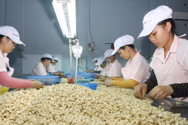 Chế biến hạt điều tại Công ty trách nhiệm hữu hạn Quang Sơn, tỉnh Đắk Lắk. (Ảnh: ĐINH HUÊ)