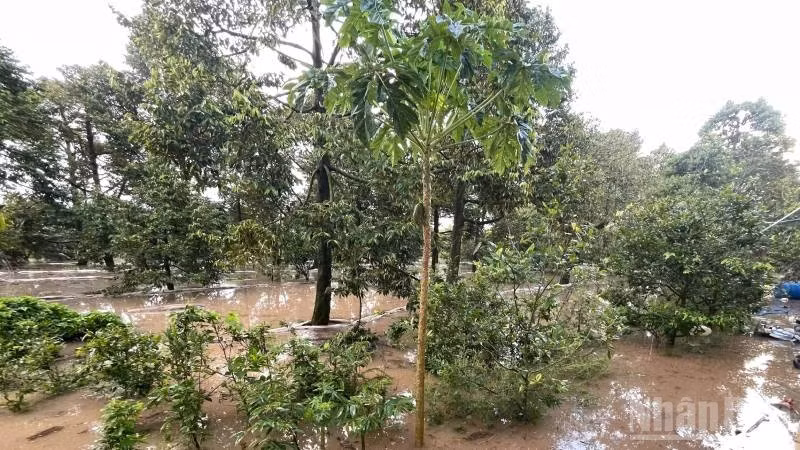 Triều cường làm ngập hơn 15ha vườn cây ăn quả của người dân xã Tân Phú. (Ảnh: HOÀNG TRUNG)