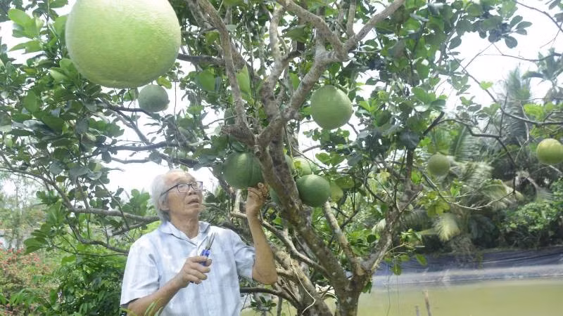 Lão nông Ba Rô xây dựng thương hiệu bưởi da xanh mang tên "BR99".
