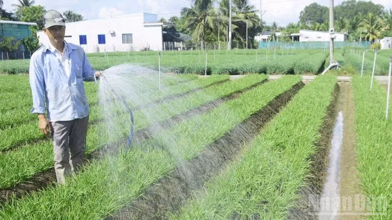Nông dân xã Nhuận Phú Tân phát triển nghề trồng rau hẹ gần 40 năm.
