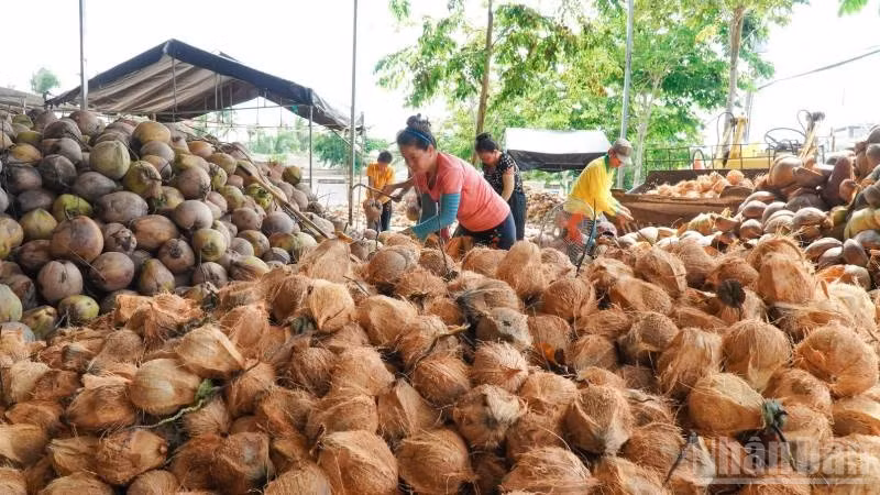 Giá dừa khô nguyên liệu trên địa bàn tỉnh Vĩnh Long liên tục sụt giảm khiến nông dân gặp nhiều khó khăn.