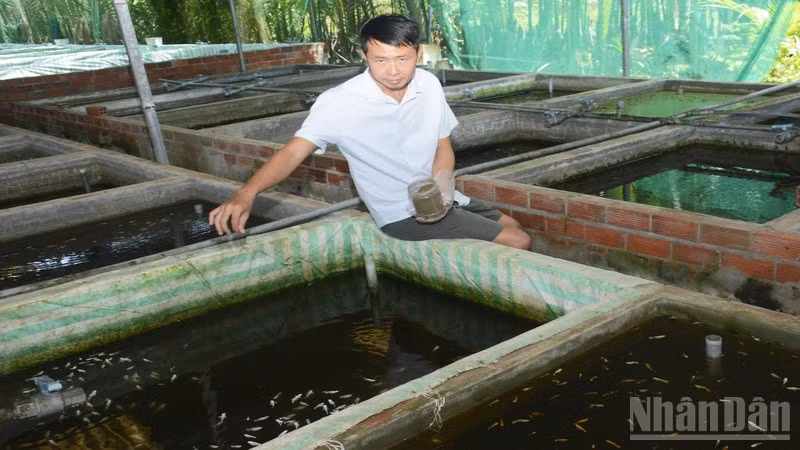 Anh Huyền khởi nghiệp thành công từ niềm đam mê nuôi cá cảnh. (Ảnh: HOÀNG VŨ)