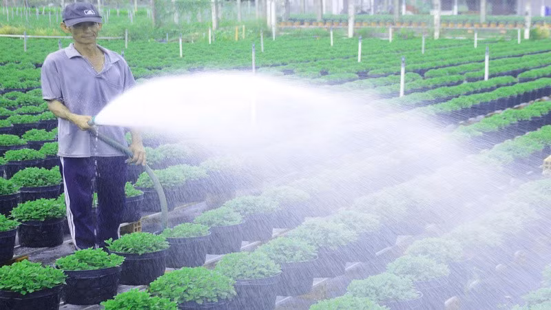 Người dân trồng cúc mâm xôi tại xã Chợ Lách tất bật chuẩn bị vụ hoa Tết. (Ảnh: HOÀNG VŨ)