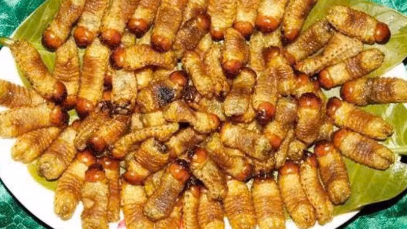 Tỉnh Vĩnh Long ra văn bản nghiêm cấm nhân nuôi, phát tán đuông dừa trái phép.