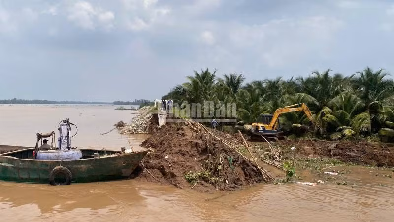 Sạt lở đê bao làm nước tràn vào gây ngập vườn cây ăn quả của người dân cồn Cái Gà, xã Chợ Lách, tỉnh Vĩnh Long. (Ảnh: HOÀNG TRUNG)