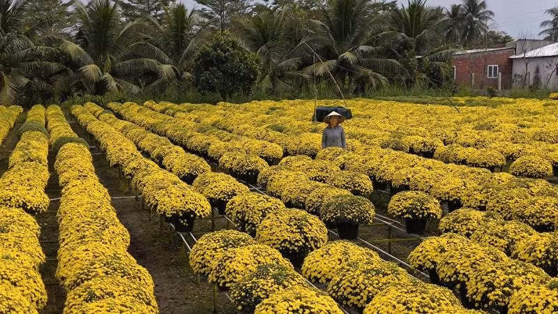 Người dân trồng cúc mâm xôi tại xã Chợ Lách lo lắng vì hoa trổ sớm.