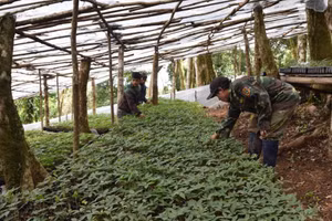 Cấp quyền sử dụng chỉ dẫn địa lý "Ngọc Linh" cho sản phẩm sâm củ. (Ảnh: Bộ Khoa học và Công nghệ)