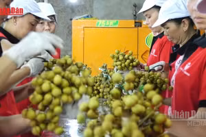 [Video] Gần 6,3 triệu cơ sở kinh tế tạo việc làm hơn 30 triệu lao động