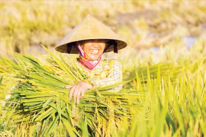 Niềm vui được mùa. (Ảnh: ĐÌNH ÁNH)