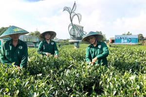 Hợp tác xã chè Hảo Đạt (Thái Nguyên) đang ứng dụng chuyển đổi số vào một số công đoạn sản xuất giúp nâng cao hiệu quả. (Ảnh: NGUYÊN PHÚC)