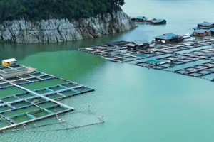 Nuôi cá lồng bè ở hồ Hòa Bình (Phú Thọ).
