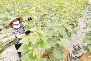 Mô hình sản xuất nông nghiệp công nghệ cao xã Xuân Cẩm, tỉnh Bắc Ninh.