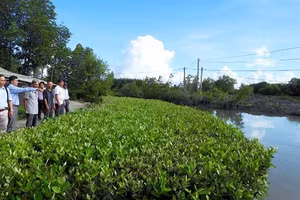 Mô hình trồng cây chống sạt lở ven sông bảo vệ đường nông thôn ở ấp Đất Sét, xã Phú Thuận, huyện Phú Tân (Cà Mau) được quần chúng nhân dân đánh giá cao.