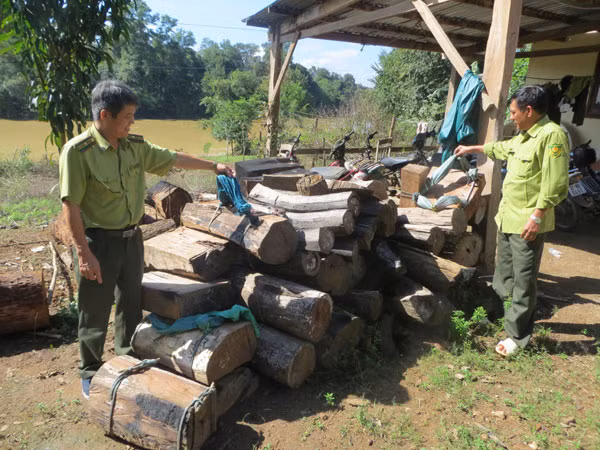 Áp lực giữ rừng Yóc Đôn mùa lá rụng ảnh 2