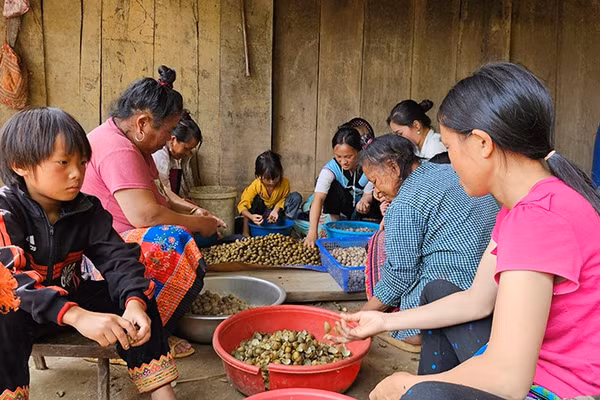 Thu hoạch quả mắt cá luộc, bóc, sấy tạo thêm thu nhập cho người dân bản Sài Khao, tỉnh Thanh Hóa.