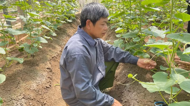 Mô hình ứng dụng IPHM vào canh tác dưa vàng tại bản Bó, phường Chiềng An, thành phố Sơn La (tỉnh Sơn La).