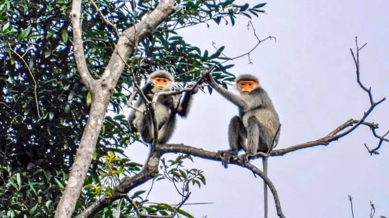 Voọc chà vá chân xám ở xã Tam Mỹ, thành phố Đà Nẵng.