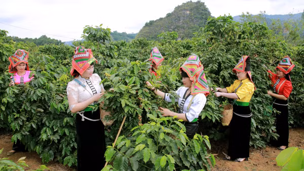 Người dân các bản thuộc phường Chiềng An, tỉnh Sơn La thu hái cà-phê.