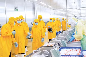 Công nhân tham gia chuỗi sản xuất trong các nhà máy chế biến thủy sản xuất khẩu tại Cà Mau, ở nhiều công đoạn sơ chế chủ yếu sử dụng lao động phổ thông.