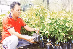 Ông Thiện nhân giống phục vụ nông dân mở rộng diện tích trồng nhãn.